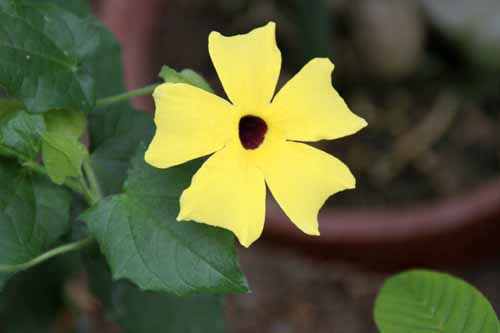 �c���x���M�A�E�T���_���X�A�炭�₱�̉Ԋ�