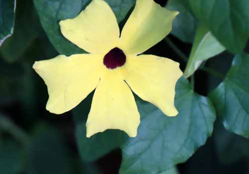 �c���x���M�A�E�T���_���X�A�炭�₱�̉Ԋ�