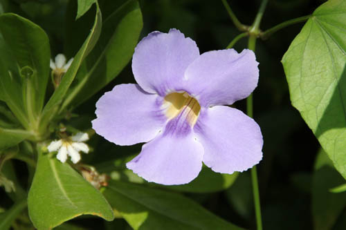 �c���x���M�A�A�炭�₱�̉Ԋ�