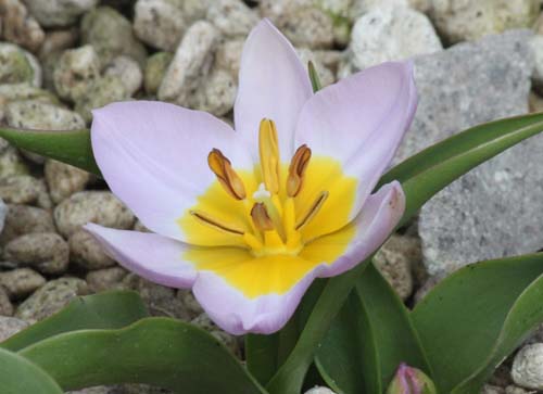 ツーリパ・ベイケリー、咲くやこの花館
