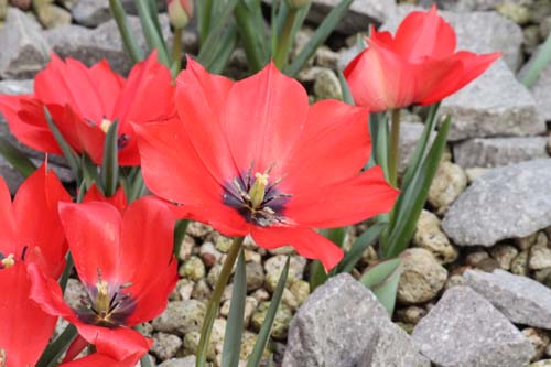 �c�[���p�E���j�t�H���A�A�炭�₱�̉Ԋ�