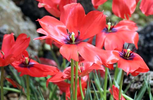 �c�[���p�E���j�t�H���A�A�炭�₱�̉Ԋ�