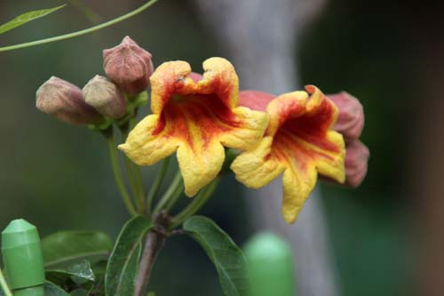 �c���K�l�J�Y���A�炭�₱�̉Ԋ�