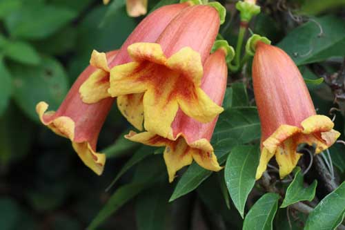 �c���K�l�J�Y���A�炭�₱�̉Ԋ�