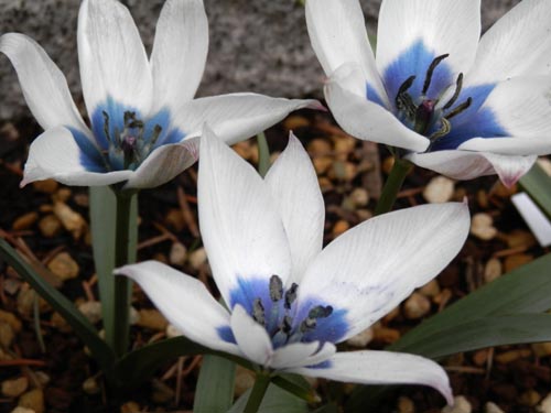 �c�[���p�E�A���o�E�R�G�����A�A�炭�₱�̉Ԋ�