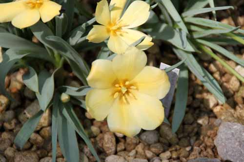 �c�[���p�E�o�^���j�[�A�炭�₱�̉Ԋ�