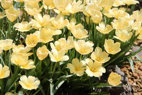 �c�[���p�E�o�^���j�[�A�炭�₱�̉Ԋ�