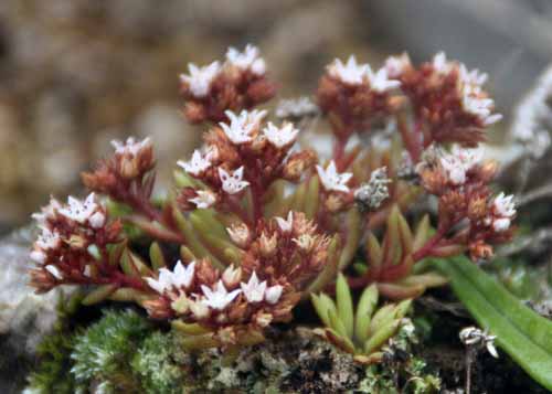 �`���{�c�������Q�A�炭�₱�̉Ԋ�