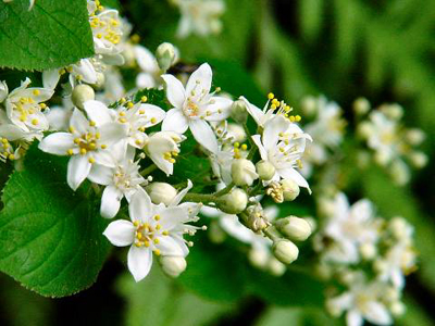 �K�̉ԁi�E�c�M�j�A�炭�₱�̉Ԋ�