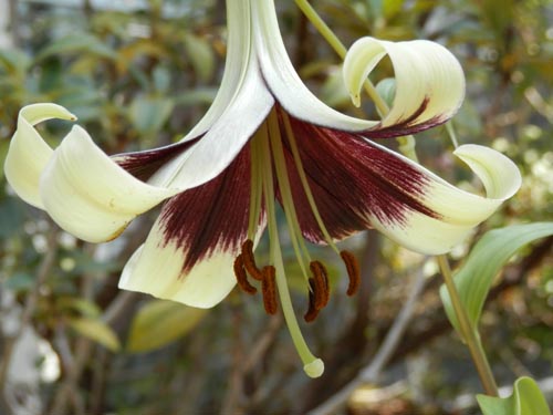 �E�R�������A�炭�₱�̉Ԋ�