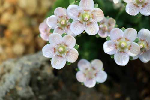 �E���o�`�\�E�A�炭�₱�̉Ԋ�