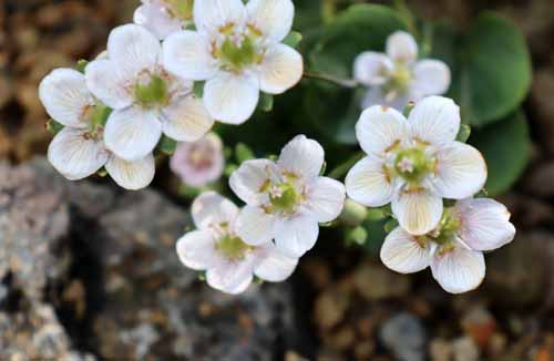 �E���o�`�\�E�A�炭�₱�̉Ԋ�