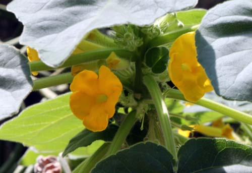 �E���J���[�i�A�炭�₱�̉Ԋ�