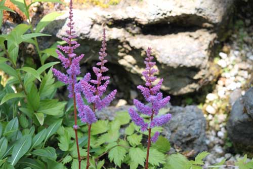 �E���i���V���E�}�A�炭�₱�̉Ԋ�