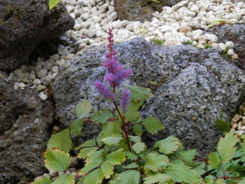 �E���i���V���E�}�A�炭�₱�̉Ԋ�