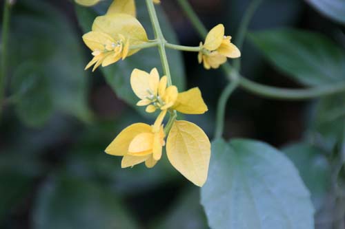 �E�H���N�X�E�p�C���A�炭�₱�̉Ԋ�