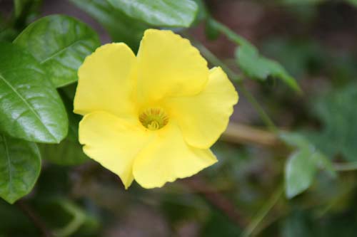 �E���L�e�X�E���e�A�A�炭�₱�̉Ԋ�