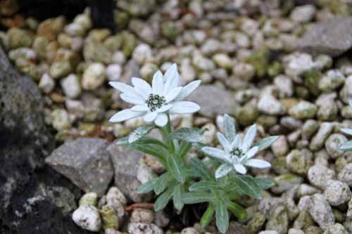 �E�X���L�\�E�A�炭�₱�̉Ԋ�