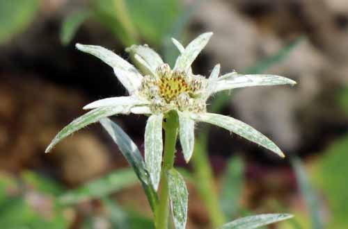 �E�X���L�\�E�A�炭�₱�̉Ԋ�