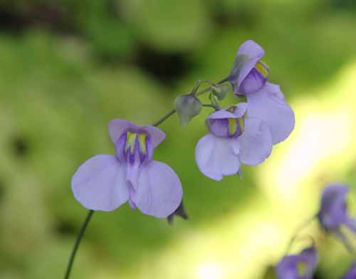 �E�g���N�����A�E�l�����r�t�H���A�A�炭�₱�̉Ԋ�