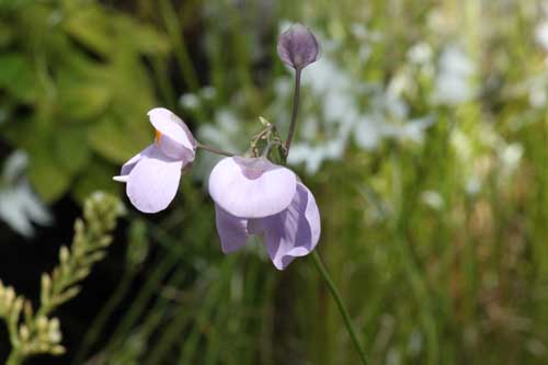 �E�g���N�����A�E�l�����r�t�H���A�A�炭�₱�̉Ԋ�