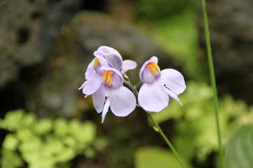 �E�g���N�����A�E�l�����r�t�H���A�A�炭�₱�̉Ԋ�