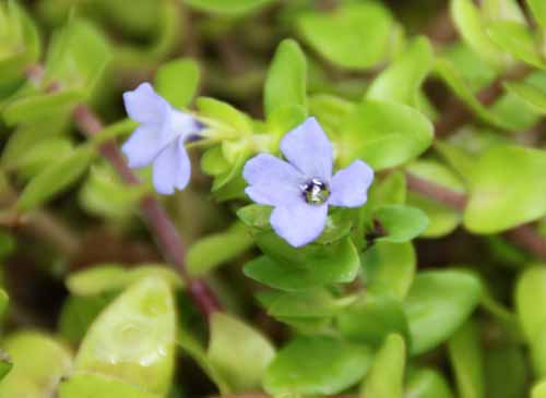 �E�H�[�^�[�E�o�R�o�A�炭�₱�̉Ԋ�