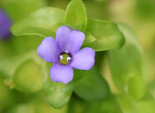 �E�H�[�^�[�E�o�R�o�A�炭�₱�̉Ԋ�