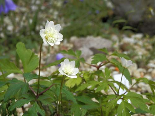 ���u�C�`�Q�A�炭�₱�̉Ԋ�