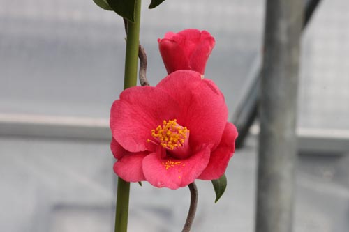 ���u�c�o�L�@�~�J���E�������E�A�炭�₱�̉Ԋ�