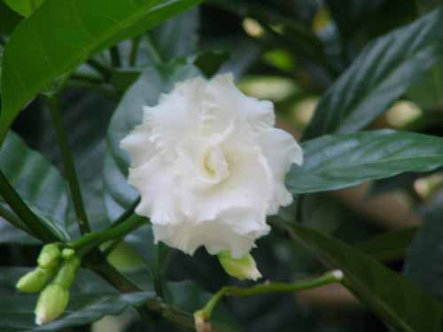 ���G�T�����E�J�A�炭�₱�̉Ԋ�