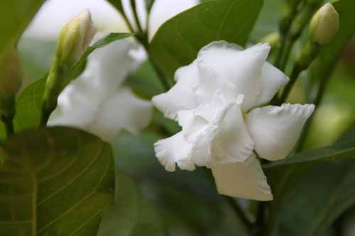 ���G�T�����E�J�A�炭�₱�̉Ԋ�