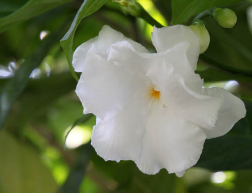 ���G�T�����E�J�A�炭�₱�̉Ԋ�