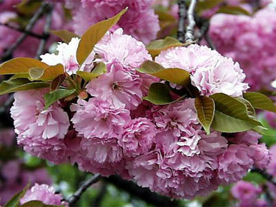 ���G�T�N��