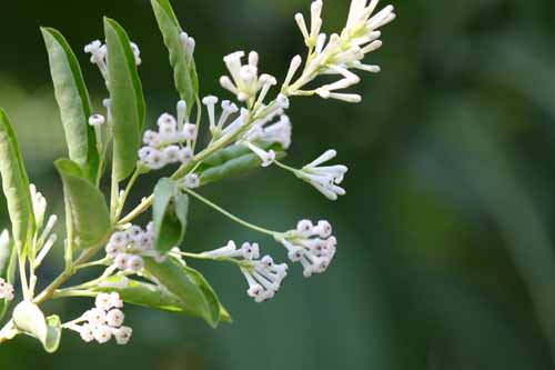 ���R�E�{�N�A�炭�₱�̉Ԋ�