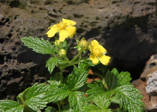 ���N�V�}�C���L���o�C�A�炭�₱�̉Ԋ�