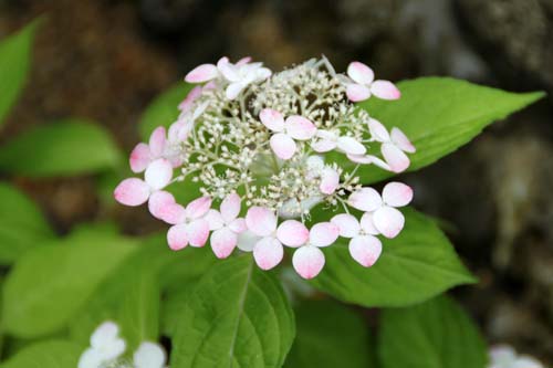 ���}�A�W�T�C�A�炭�₱�̉Ԋ�