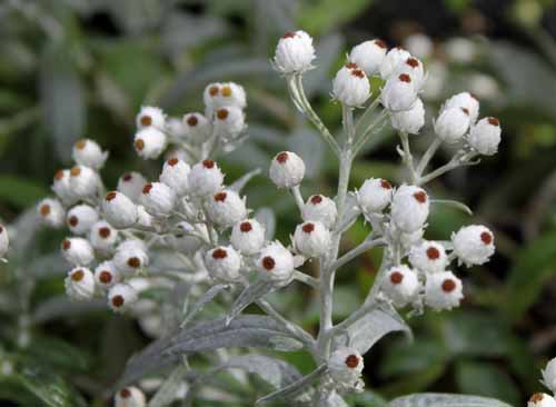 ���}�n�n�R�A�炭�₱�̉Ԋ�