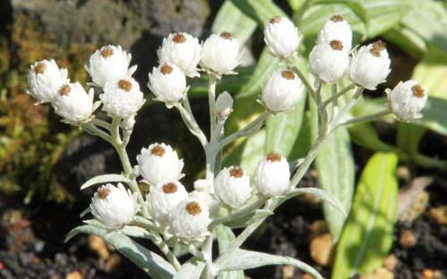 ���}�n�n�R�A�炭�₱�̉Ԋ�