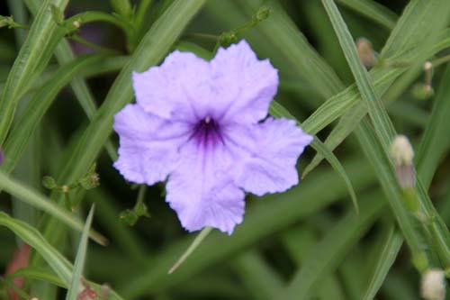 ���i�M�o���C���\�E�A�炭�₱�̉Ԋ�