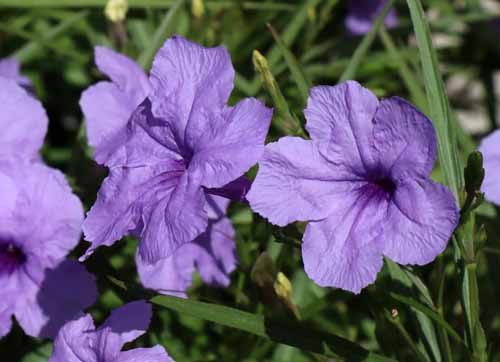 ���i�M�o���C���\�E�A�炭�₱�̉Ԋ�