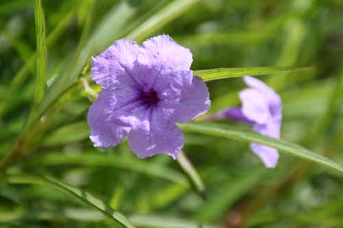 ���i�M�o���C���\�E�A�炭�₱�̉Ԋ�