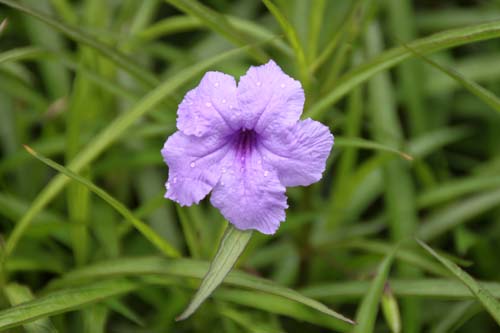 ���i�M�o���C���\�E�A�炭�₱�̉Ԋ�