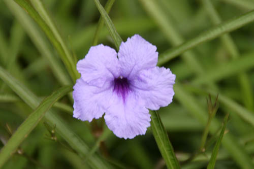 ���i�M�o���C���\�E�A�炭�₱�̉Ԋ�