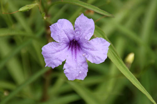 ���i�M�o���C���\�E�A�炭�₱�̉Ԋ�