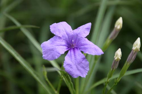 ���i�M�o���C���\�E�A�炭�₱�̉Ԋ�