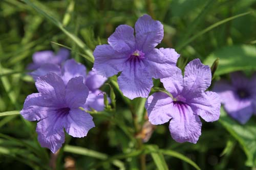 ���i�M�o���C���\�E�A�炭�₱�̉Ԋ�