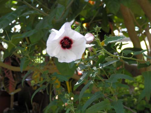 ���m�l�{���e���J�A�炭�₱�̉Ԋ�