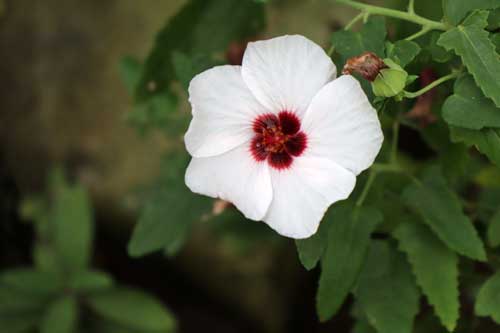 ���m�l�{���e���J�A�炭�₱�̉Ԋ�