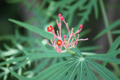 ���g���t�@�E�����`�t�B�_�A�炭�₱�̉Ԋ�